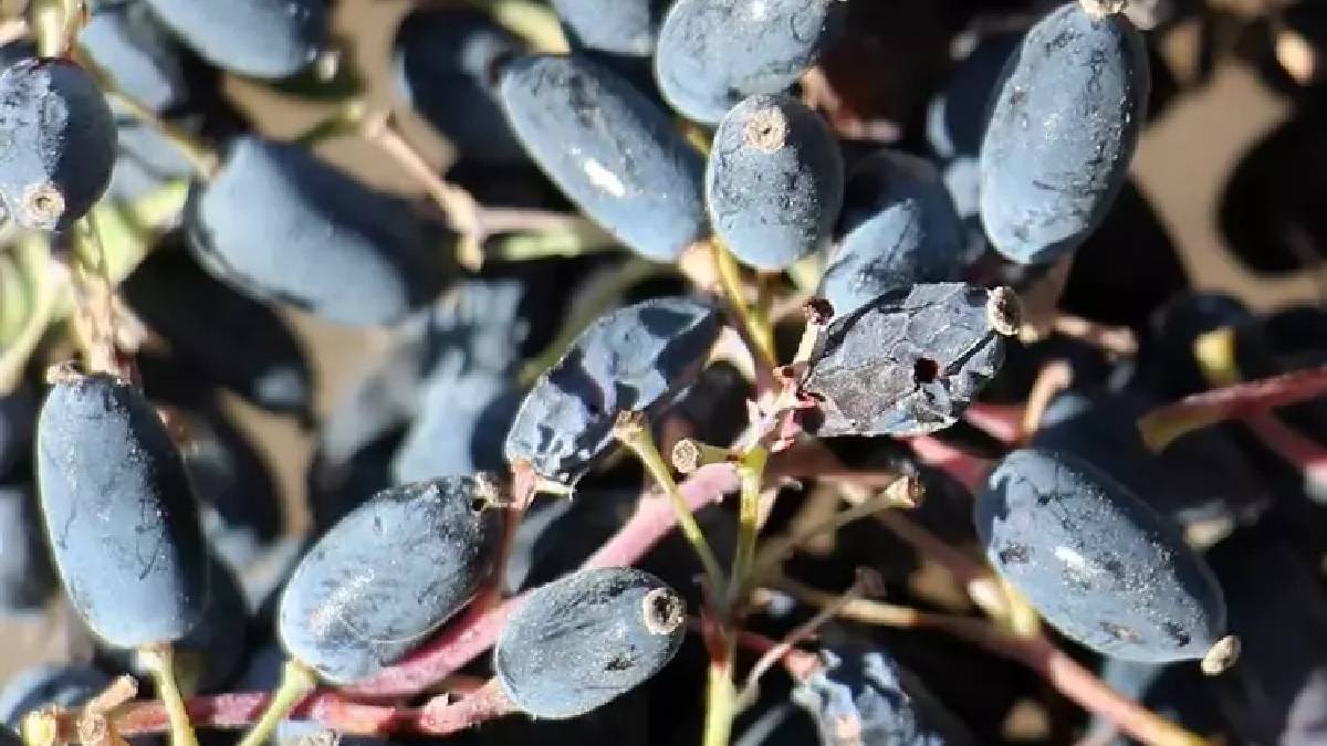 Doğada insan eli değmeden yetişiyor ama kimse kıymetini bilmiyor! Ruslar bu meyvenin peşinde: Kalp krizini önleyen tek besin