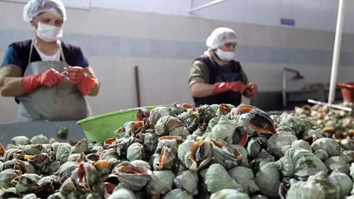 Gün ışığıyla kalkıp topluyorlar! Güney Kore'den İspanya'ya kadar alıcısı var, biz iğreniyoruz ama dünya onun peşinde