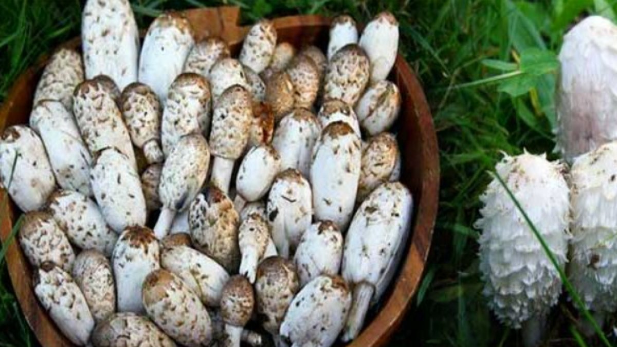 Pösteki Mantarı: Lezzetin ve Sağlığın Buluştuğu Lezzet Bombası