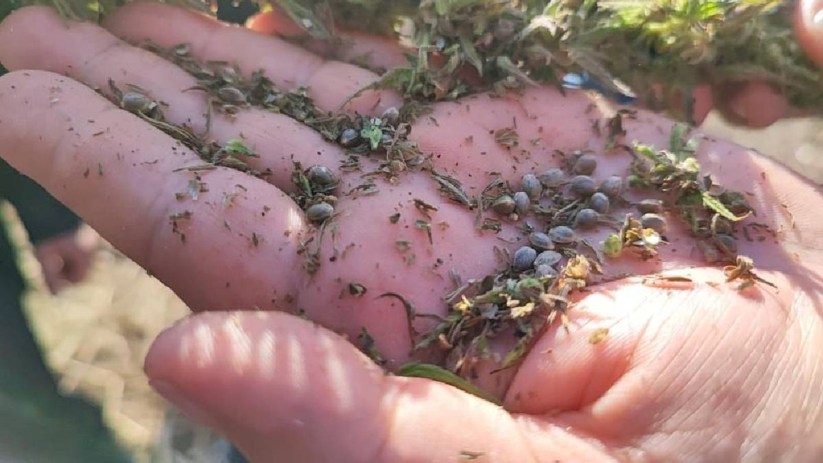 Türkiye’nin ilk tescilli tohumunda hasat heyecanı! Tekstil, kozmetik, inşaat, otomotiv… Sektörler onun için tonlarca para ödüyor