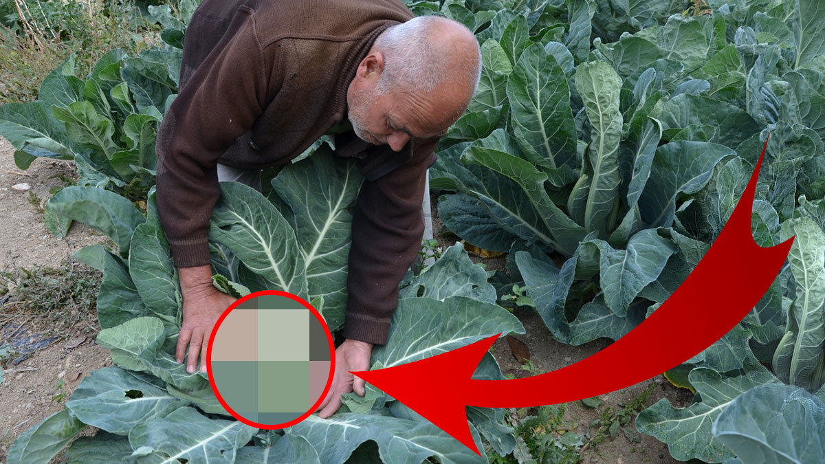 Ailesi için ekmişti, bir anda geçim kaynağı oldu! Pazarda kapış kapış satılıyor, çünkü tamamen organik