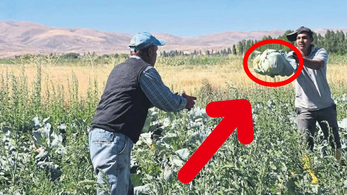 Bayburt’ta bereketli hasat! Kiloyla değil taneyle satılıyor: 150 TL’den havada kapıp pişirmeye eve koşuyorlar