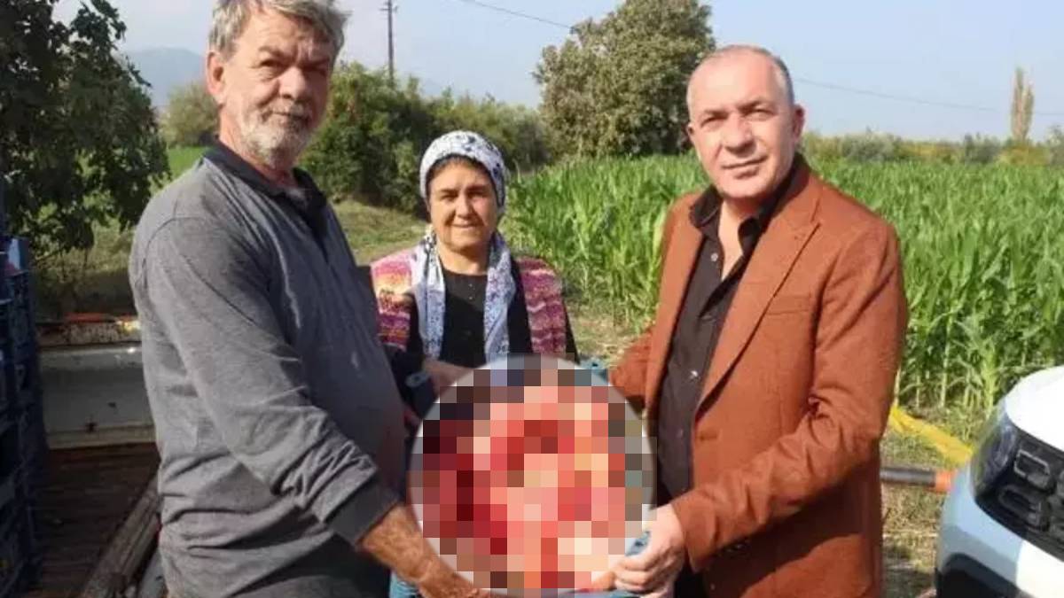 Türkiye’nin %25’lik ihtiyacını karşılıyor! Toplaması meşakkatli ama verimi yüksek! Almanya, Fransa, İsveç’in gözü bu üründe