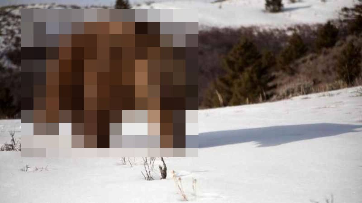 Burası Kanada değil Türkiye! Geceleri uyumayıp ortaya çıkmaya başladılar... Türkiye için resmen kıyamet alameti!