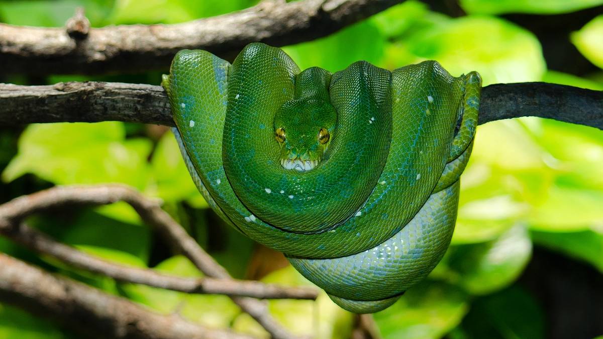 Tutulduğu kafesten gizlice kaçtı! Dünyanın en zehirli yeşil mamba yılanı kayıplarda: Gördüğünüz gibi arkanıza bakmadan kaçın