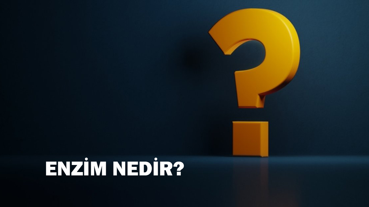 Enzim nedir?