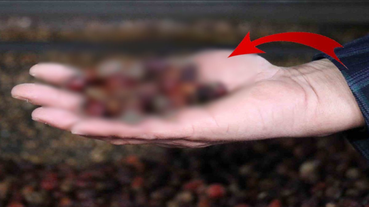 Bir avucunda bir kasa portakal kadar C vitamini var! Türkiye'nin gen merkezi ilimizden her yere dağılan şifa kaynağı