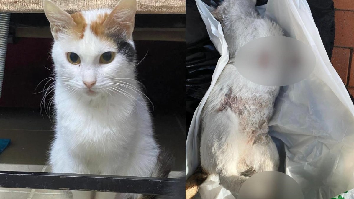 Hayvana şiddet bitmiyor! Patileri ve kuyruğu kesili halde çöpe atılmış: 'Kedimi öldürenlerin cezalandırılmasını istiyorum'
