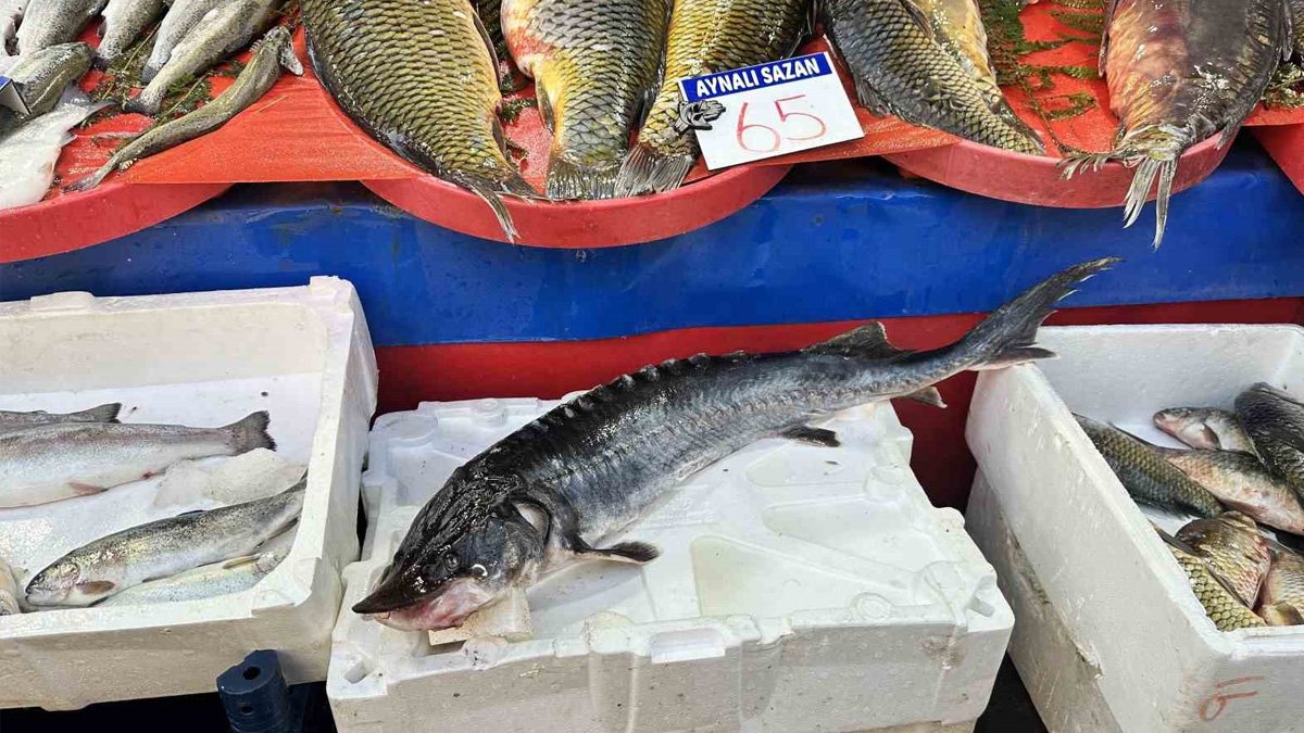 Bu balığın değeri 2 milyon lira! Türkiye'de sadece o göllerde yaşıyor... Dinozor çağından bugüne hayatta