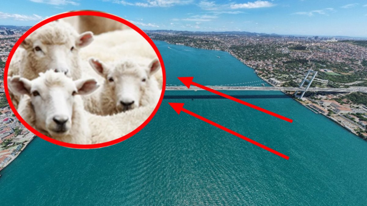 İstanbul Boğazı'nın altı koyun dolu! Herkes bu bilgiye şaşırıyor! Denizin dibinde 20 bin kadar koyun var