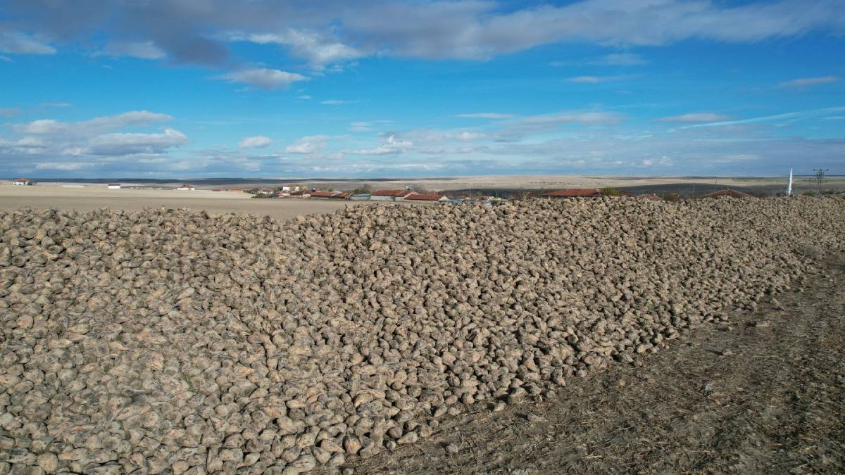 Türkiye için servet değerinde! Geçen yıl kimse tenezzül edip ekmemişti... Şimdi topraktan adeta fışkırdı