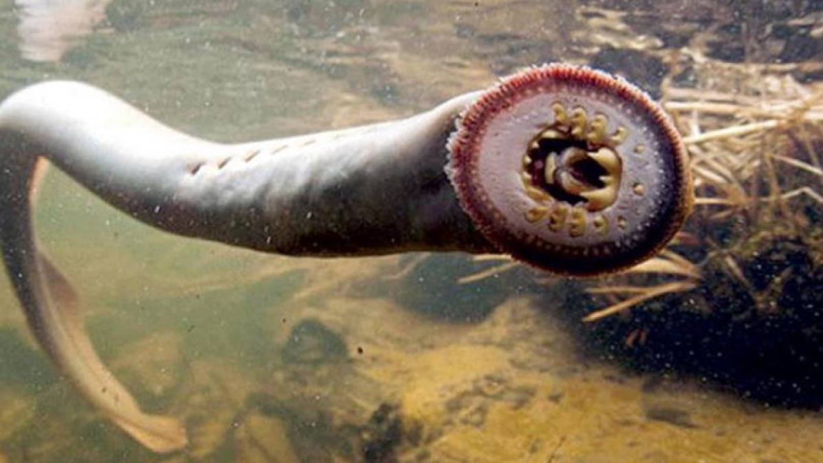 Bu yılanları bulduğunuz gibi yiyin! Uzmanlar önerdi, o amansız hastalığın yayılmasını önlüyor... Tek lokması şifa kaynağı