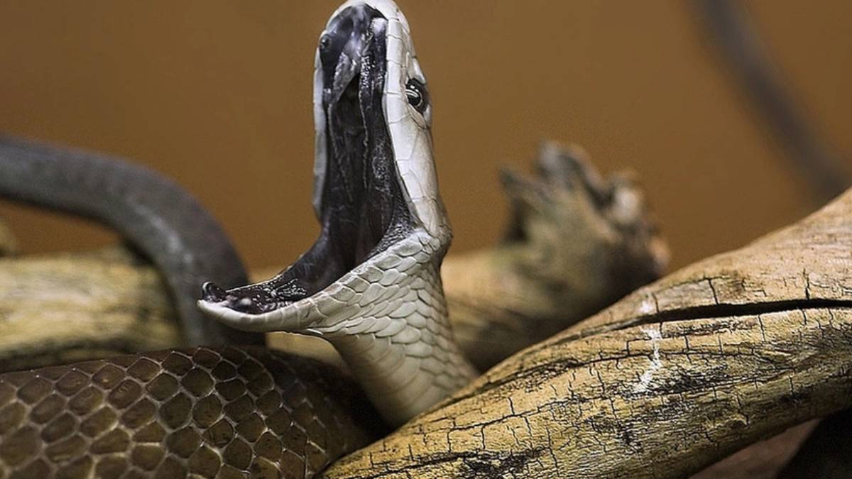 Dünyanın en tehlikeli yılanı firar etti! Tam 2 metre boyunda... Uzmanlar uyardı, sakın onu görünce bunu yapmayın