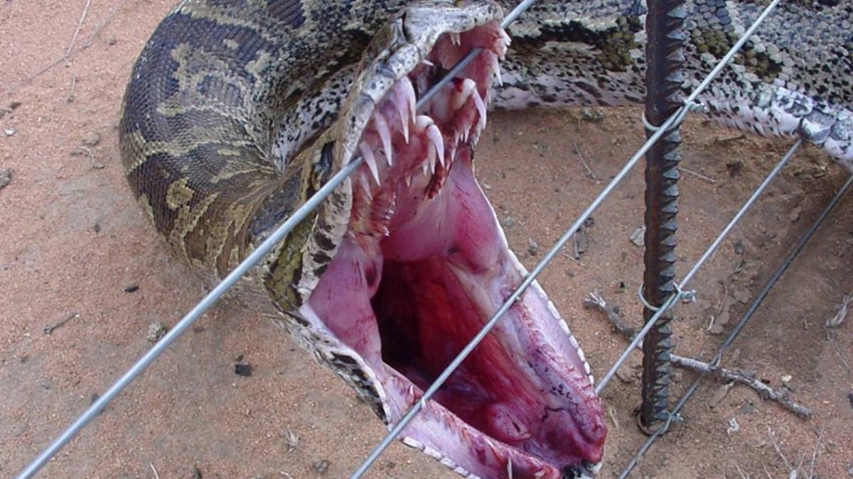 Burası Amerika değil Türkiye! Topraktan fırlayan dev yılan çiftçinin kolunu... Apar topar hastaneye kaldırıldı