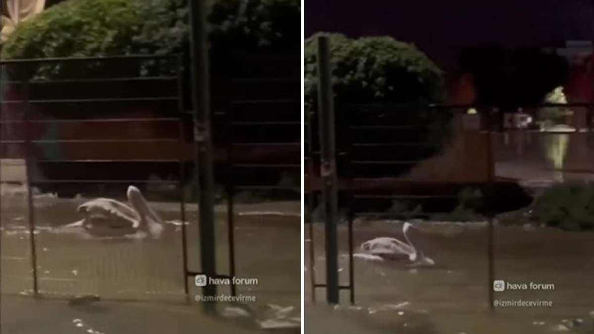 O anlar kameralara yansıdı! Sel sularını fırsata çeviren pelikan şehri turladı