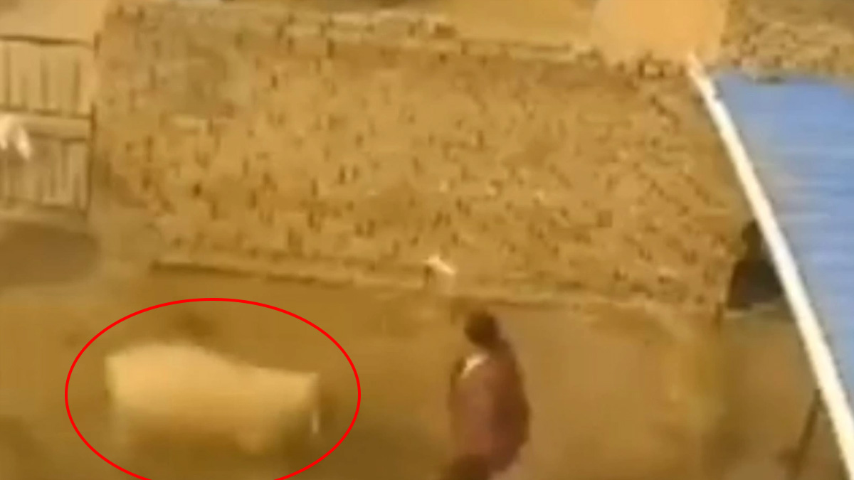 Defalarca saldırmış! Çobanın gizemli ölümünde gerçek ortaya çıktı