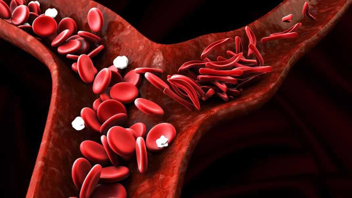 Kan yapıcı besinler