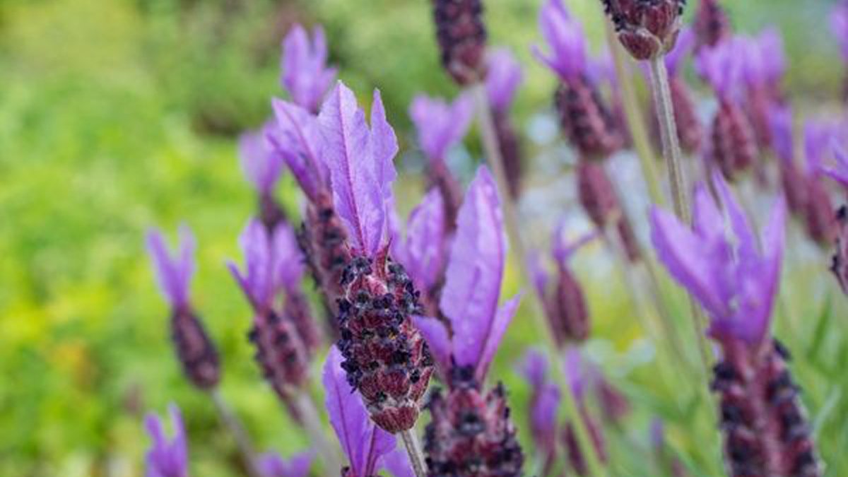 Karabaş otunun faydaları