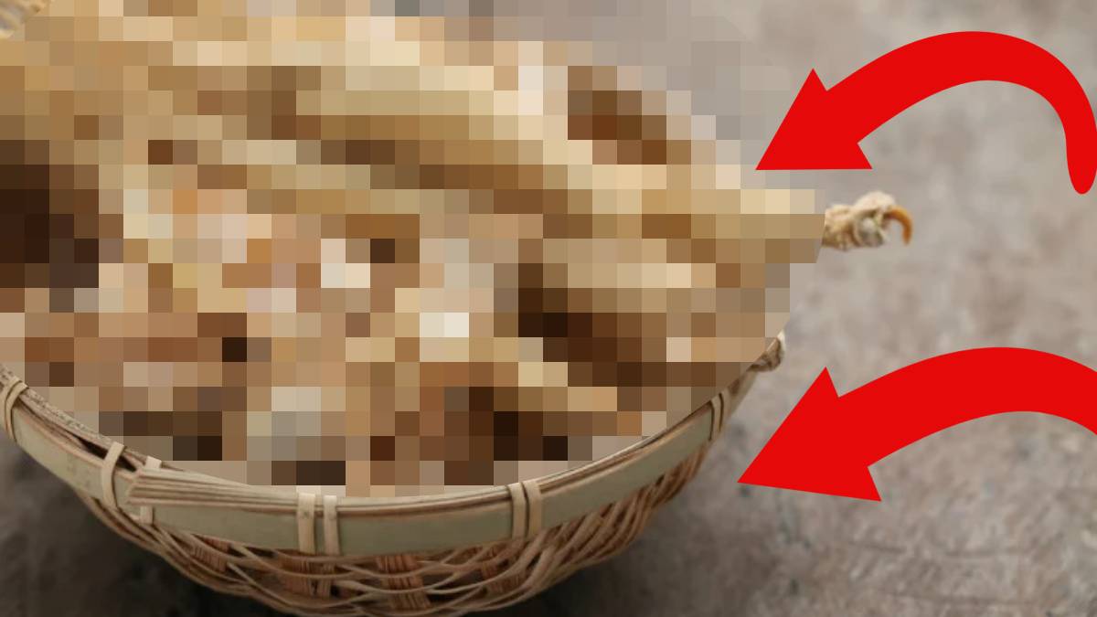 Bu bitkinin fiyatı safranla yarışıyor! Kilosu 5 bin TL ama faydası inanılmaz: 4 yılda bir yetişiyor, Ginseng içeriyor