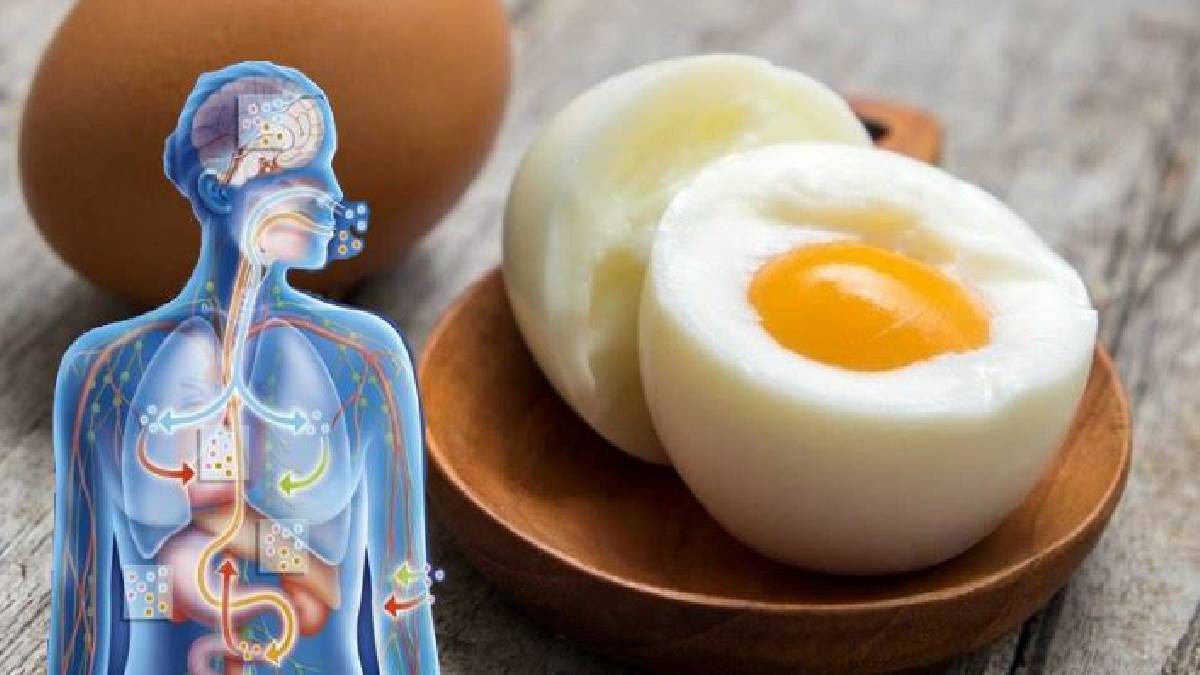 Günde 2 yumurta yerseniz sonuç ne olur? Gözlerinize inanamayacaksınız... Bu videoyu izleyen sevmese bile yumurtaya başlıyor