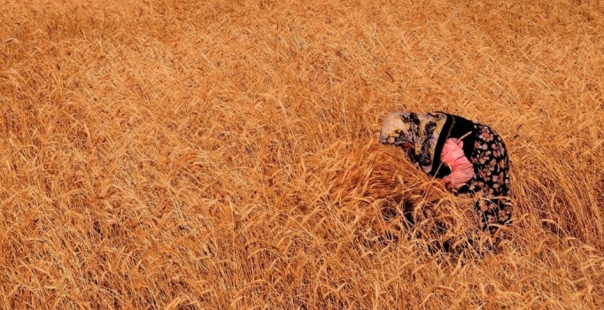 Buğdayda son 77 yılın en yüksek üretimi bekleniyor