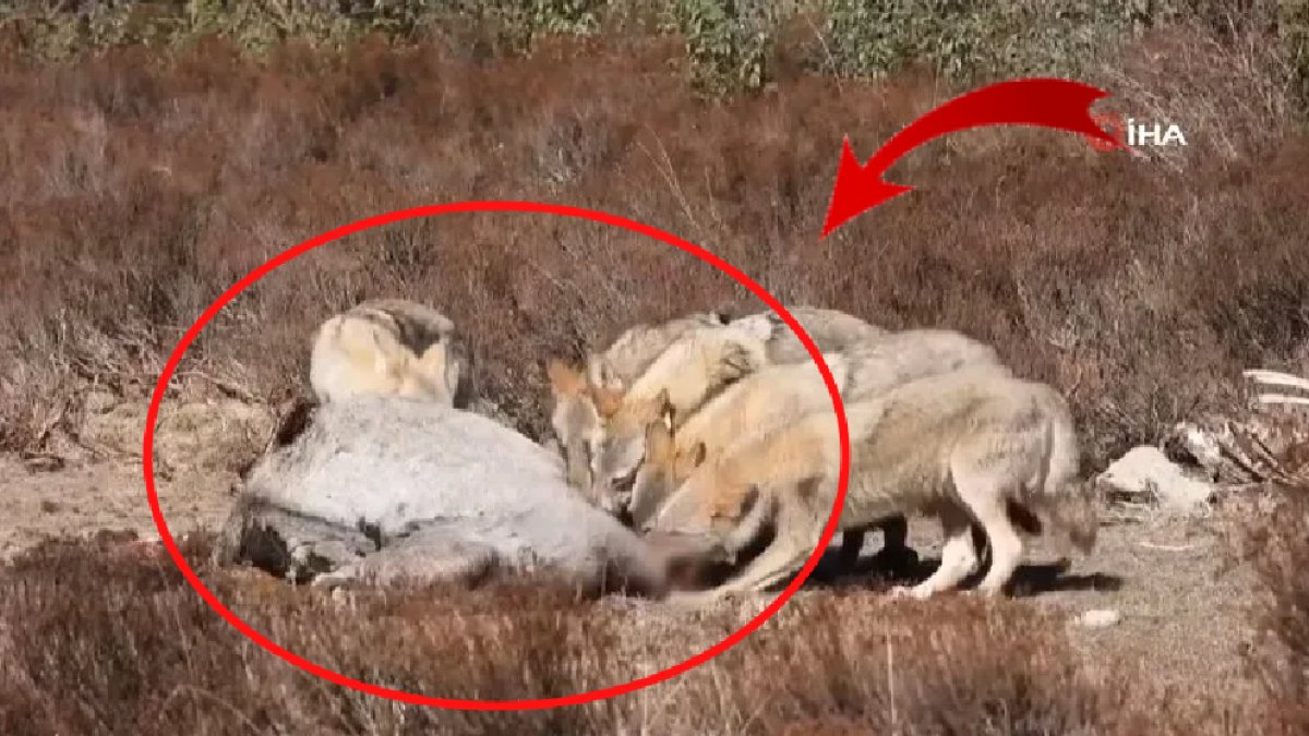 Sürü halindeki kurtlar yılkı atını yedi! Görenler Afrika sanıyor ama o kareler Manisa'dan...