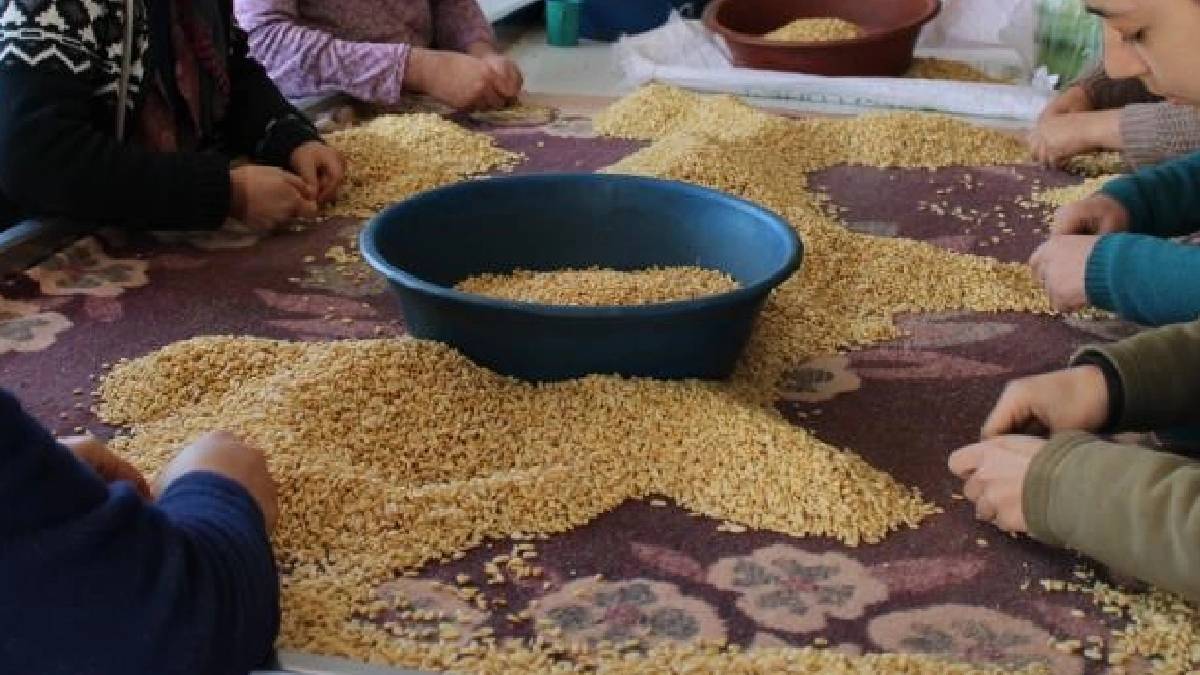 O kadar değerli ki tek tek elleriyle ayıklıyorlar! Bu işin günlüğü 1500 TL: Hasat edilen ürün ise altından daha pahalı