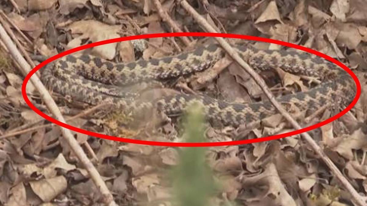 Dünyanın en zehirli yılanı o ilimizde görüldü! Genç kadını öyle bir yerinden ısırdı ki... Gördüğünüz gibi kaçın!