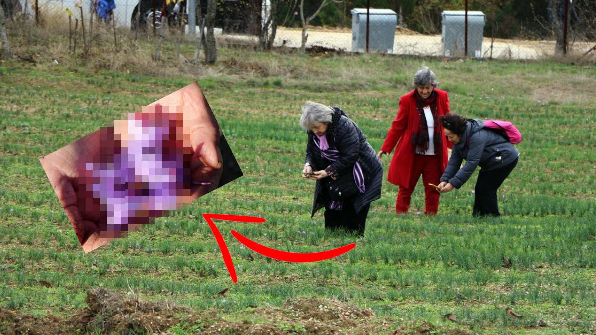 Bu tarlaya 40 günde 70 bin kişi akın etti! Fotoğraf çekmek için sıraya giriyorlar: Görenler şaşkınlıkla izliyor