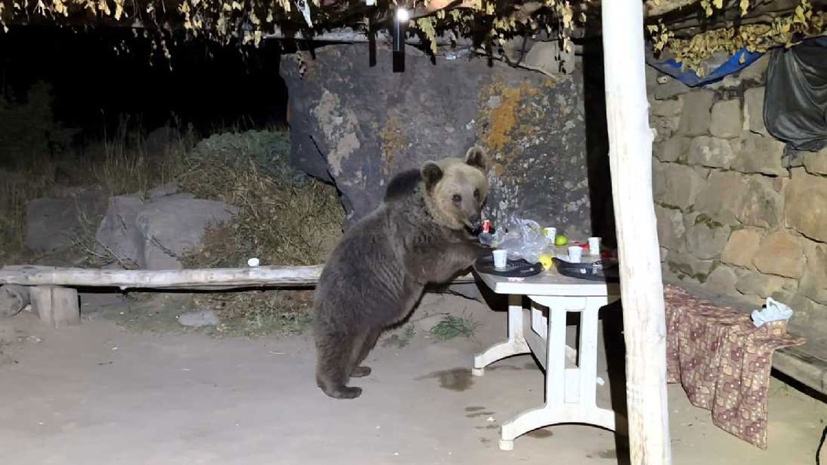 Nemrut'ta piknik yapan gençlere ayı sürprizi: Can havliyle kaçtılar
