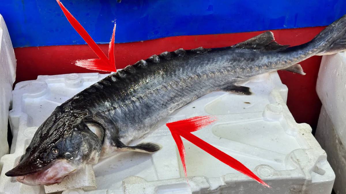 Yıllar sonra Elazığ’da oltaya takıldı! Fiyatı tam 2 milyon lira: Dinozorlar döneminden kalan o türü almak için sıraya giriyorlar