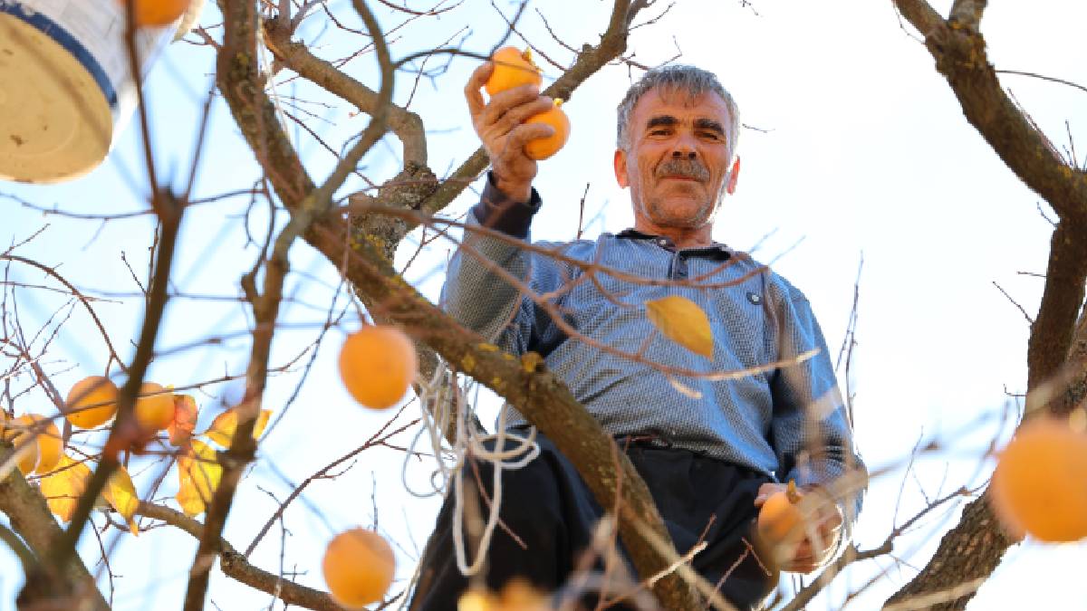 Her yıl tonlarca hasat yapılıyor! Çiftçinin yüzünü güldürürken, sağlığa faydaları ile biliniyor... Kilosu 45 liradan satılıyor