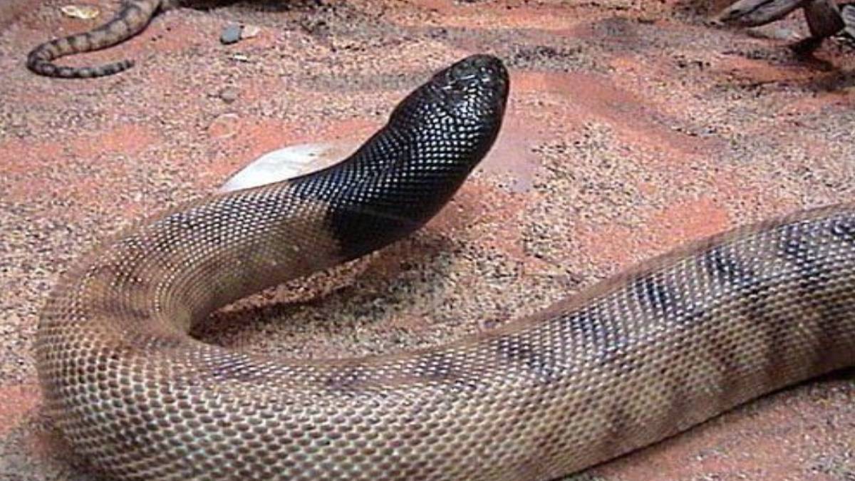 Dev yılan gemiyi istila etti! Öyle bir yere girdi ki... Denizin ortasında mahsur kaldılar