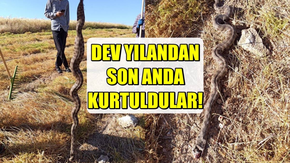 Türkiye'nin en zehirli yılanının saldırısına uğradılar! Çiftçiler ölümle böyle burun buruna geldi: O ilimizde istila başladı!
