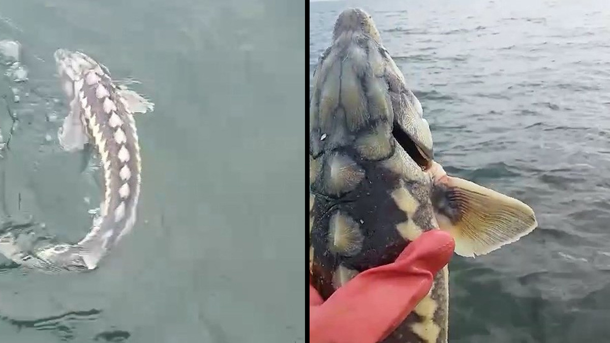 Havyarı tam 2 milyon lira değerinde! Balıkçıların ağına takılan balık büyüklüğü ile şaşırttı