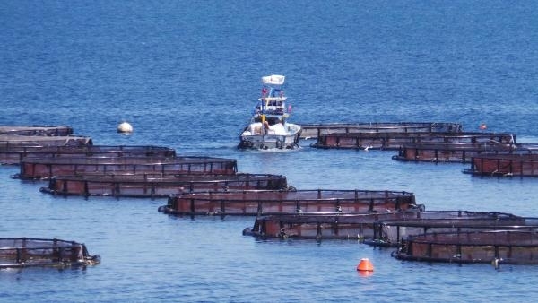Denizde kafesler açığa çekildi balık üretimi arttı