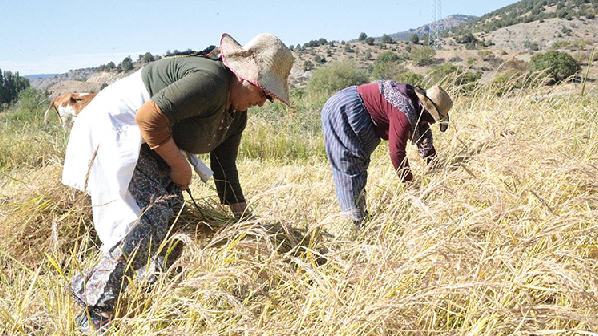 Bolu’nun tescilli güzeli! Hasadı kadar pişirmesi de bereketli: 1 bardak koyulduğunda 1 tencere dolusu yemek oluyor