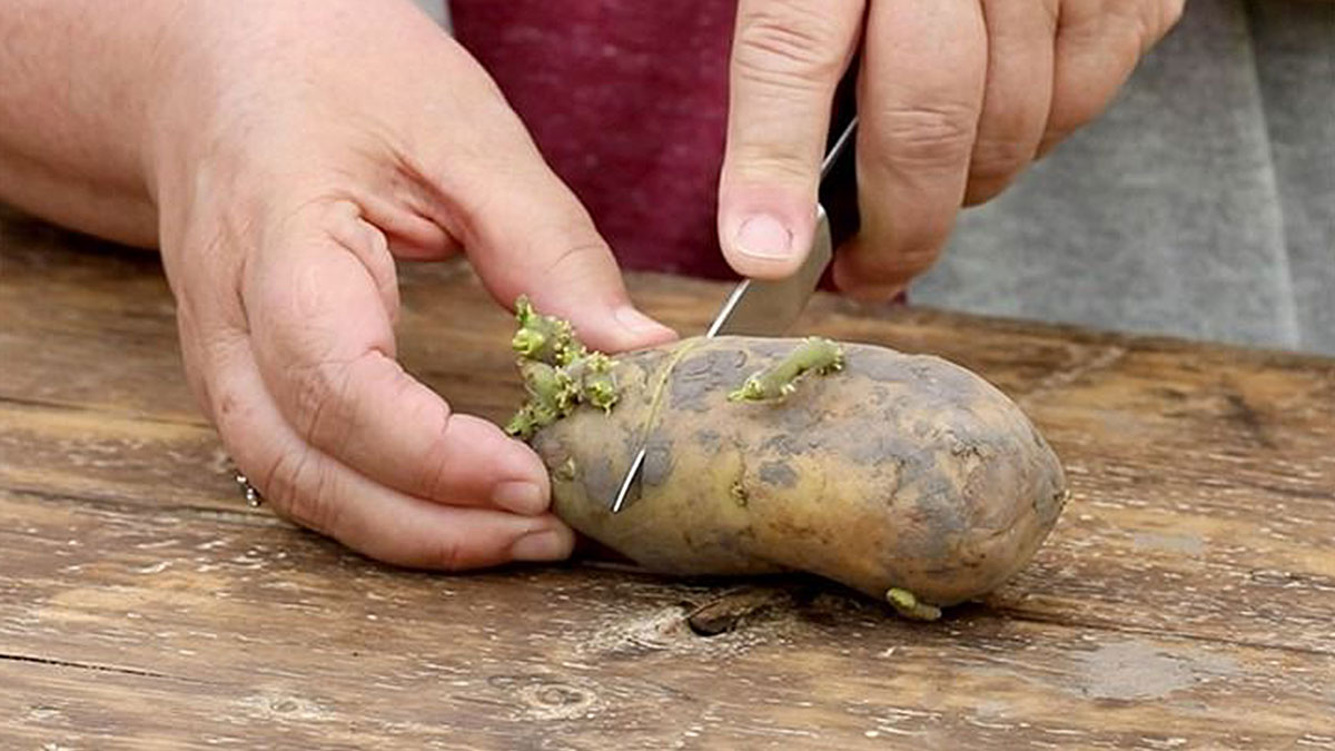 Patateslerin filizlenmesini önlemek meğer çok kolaymış! Filizlenmiş patates, gıda zehirlenmesine neden oluyor