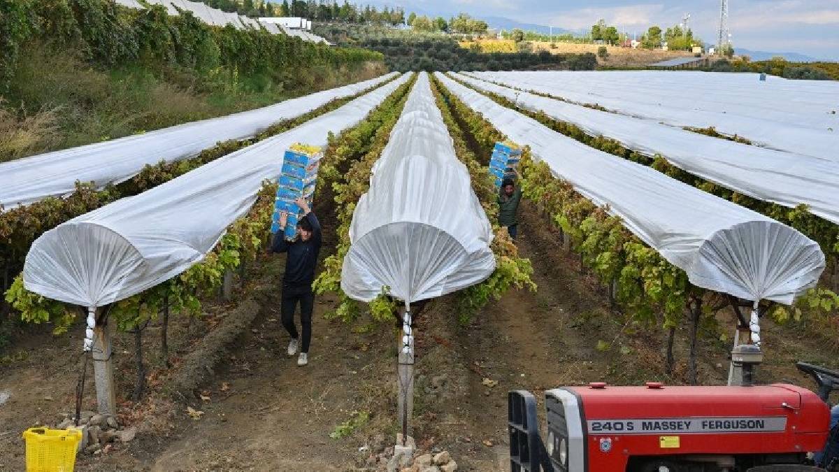 Kış soğuğuna aldırış etmeden arı gibi çalışıyorlar! Manisa’da dev üretim: Rusya, Avrupa ve Orta Doğu ülkeleri ton ton alıyor