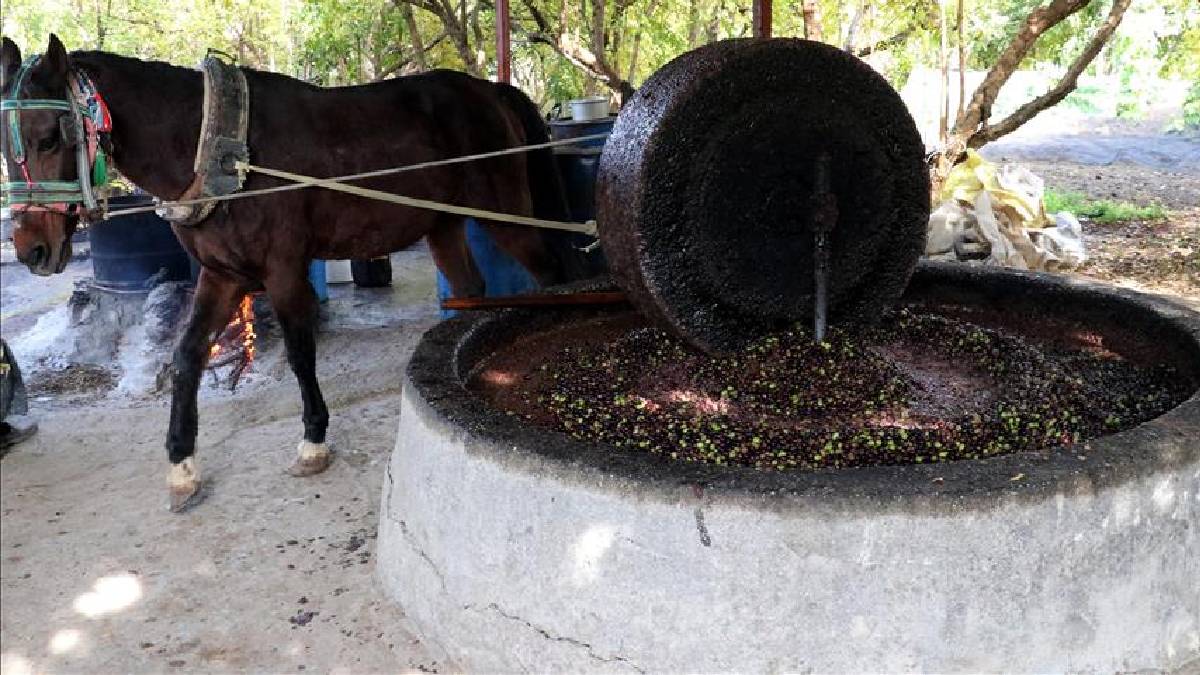 Orada insan değil at gücüyle üretim yapılıyor! Atın çektiği taş değirmen hem lezzeti hem de kaliteyi artırıyor