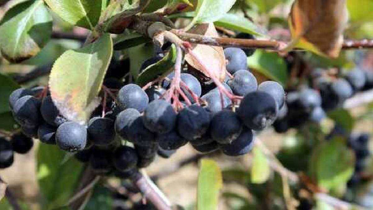 İnsan katkısı olmadan yetişiyor her derde deva oluyor! Türkiye’de kimse yüzüne bakmıyor: Ruslar bu meyvenin peşinde