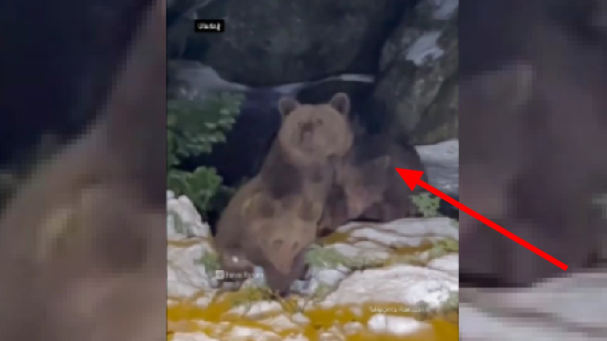 Kış tatili hayal oluyor! Bir türlü uyuyamayan ayılar yine görüldü: Artık kimse güvende hissetmiyor