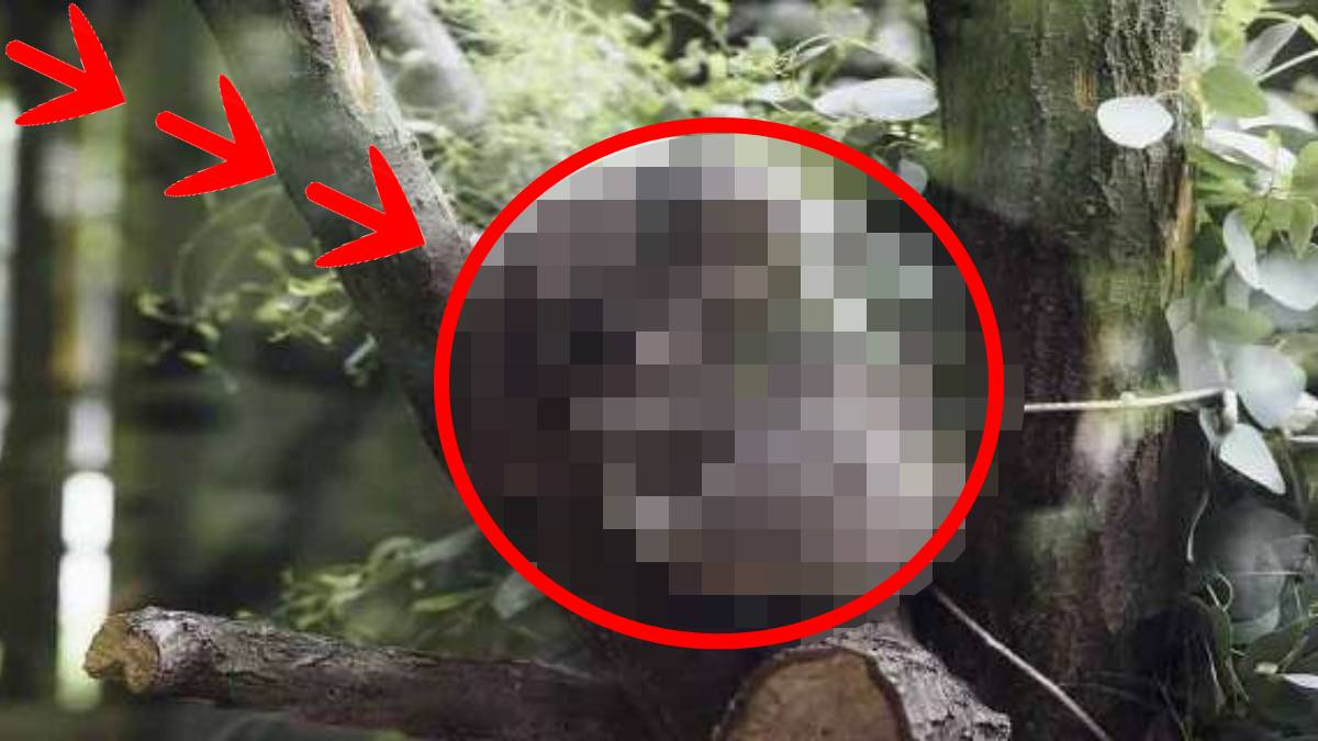 Dünyanın en uykucu canlısı bulundu! 20 saat uyuyor, kalan 4 saatte ise 100 kere esniyor: Tek amacı uyumak