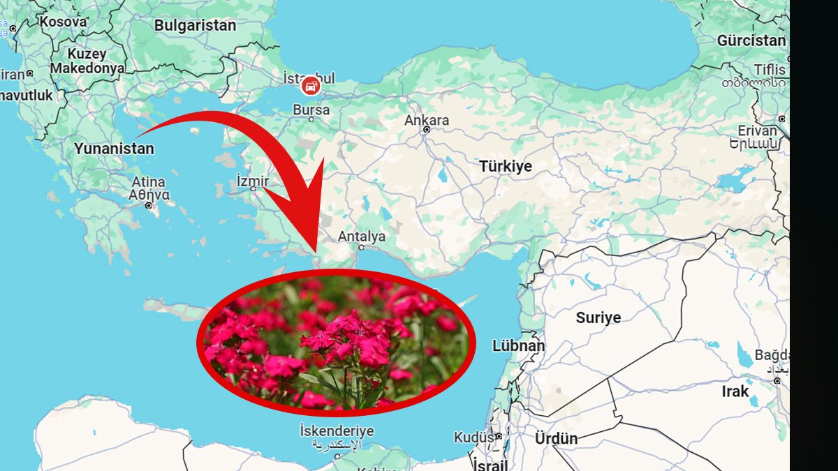 Yunanistan almak için sıraya girdi! Bu çiçeği yetiştirenler paraya para demeyecek: 2 milyon dolar getirisi var