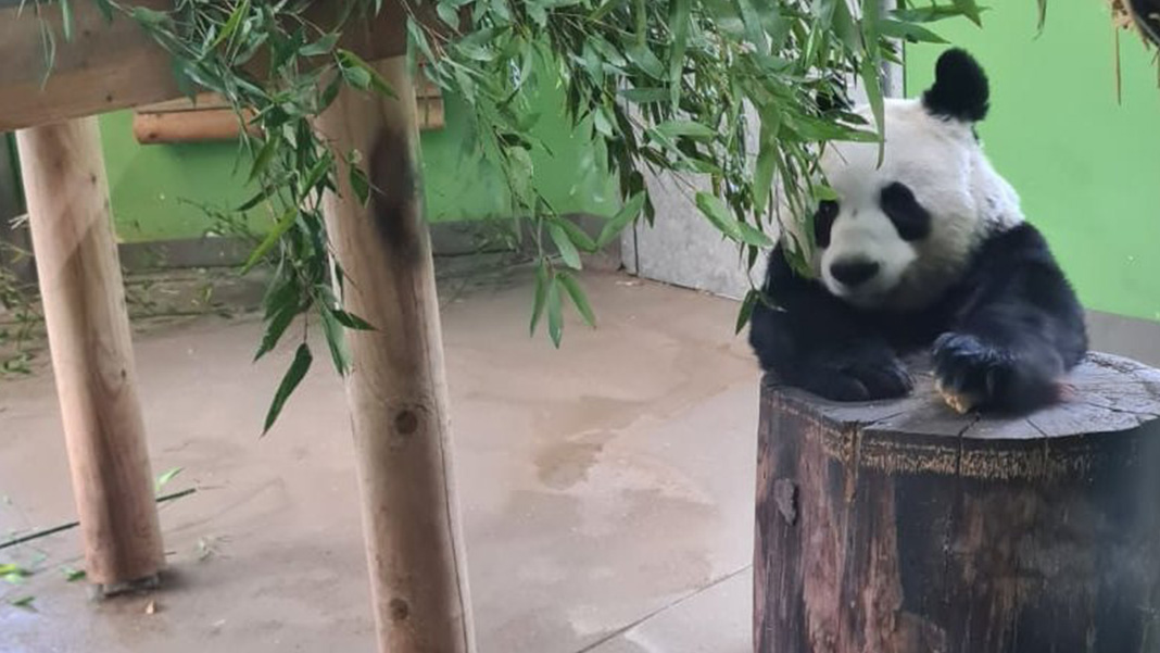 İngiltere, 12 yıl önce Çin’den getirilen pandalara veda ediyor