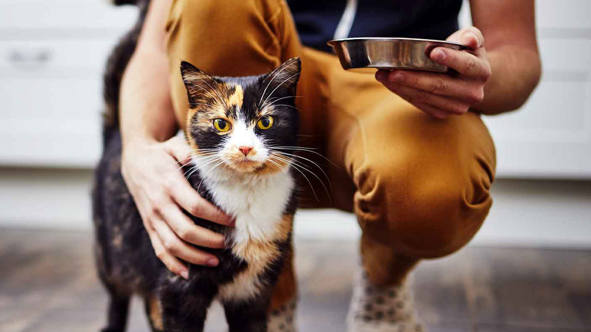 Kedi besleyen sanık için mahkemeden çarpıcı karar! Kamuoyunda tartışmalara neden oldu