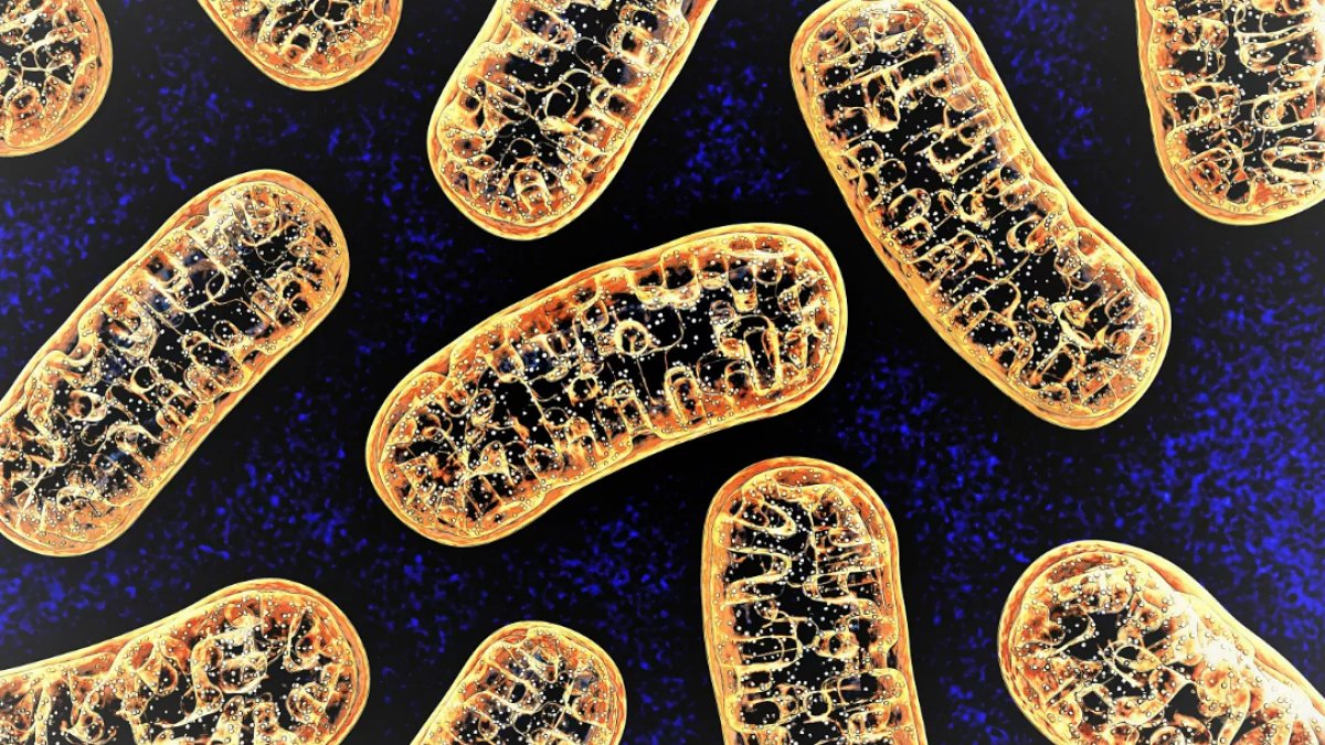 Mitokondri Nedir: Hücrenin Güç Merkezi