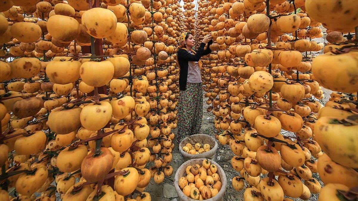 Evinin bahçesinde kurutup sattığı ürünleri şimdi dünyaya pazarlıyor! Talebe yetişmesi mümkün değil: Moskova, Almanya, Hollanda..
