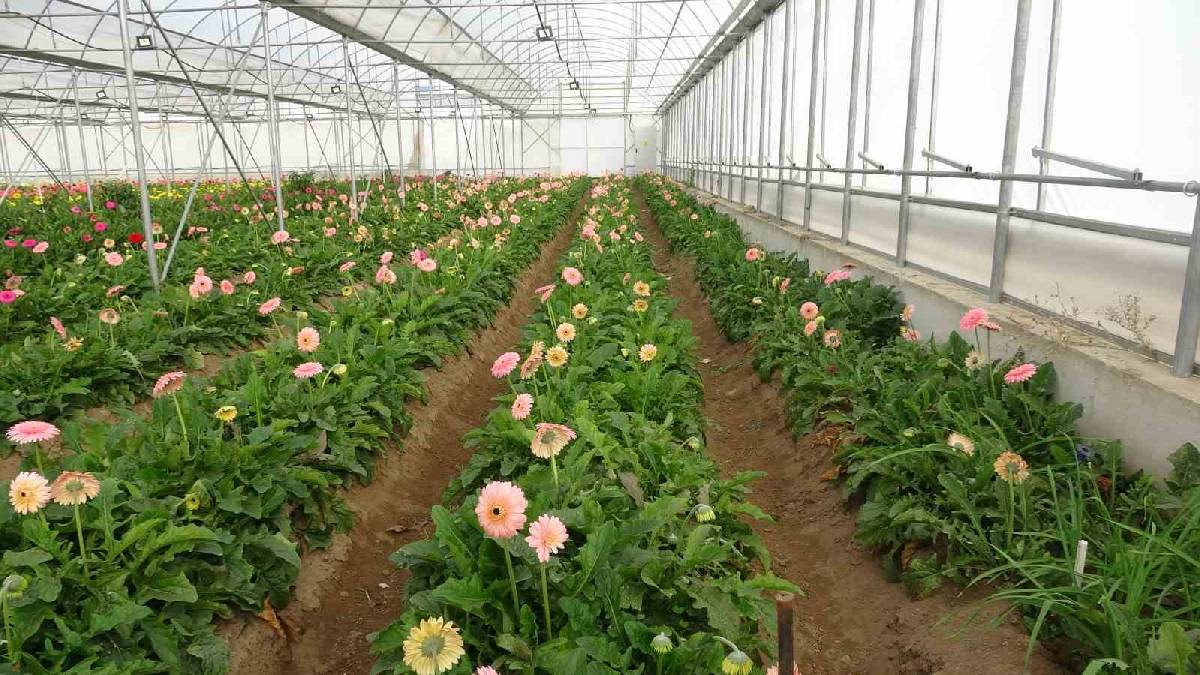 Ayda 15 milyon getirisi var! İstanbul, Ankara ve İzmir'den sipariş yağıyor, kokusuyla herkesi mest ediyor