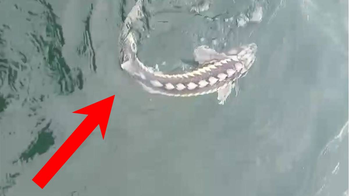 Bu balığın değeri 2 Milyon lira! Son zamanlarda o barajda görülmeye başladı: Yaklaşık 100 yıl boyunca yaşıyor